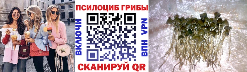 Галлюциногенные грибы Psilocybine cubensis  Гаврилов Посад 